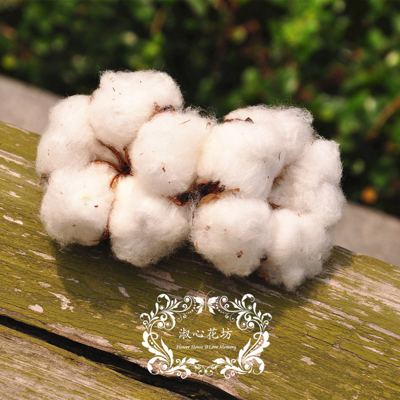 Flower Japan Earth Plantation Cotton Sell Spend eternity fresh Aesthetic Purchasein the Flower delivery/Flowers simulation/Plants gardening , Spend eternity/Dried flowers , Spend eternity category - from Buy2taobao.com to provide professional Taobao agent buy service