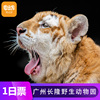 广州长隆野生动物世界-今日门票()(可选人群)长隆动物园门票 含小火车+缆车