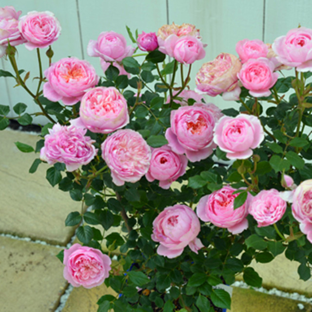 岁月静好月季园欧月 微月 铃之妖精 超级强荐品