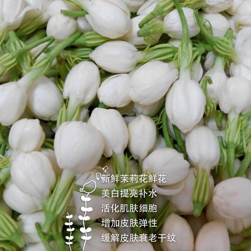 2019年6-9月新鲜茉莉花鲜花 新鲜腌制茉莉花 提取纯露花材专用在类目 鲜花速递/花卉仿真/绿植园艺, 婚礼鲜花布置, 其它中 - 来自Buy2taobao.com提供专业的淘宝代购服务