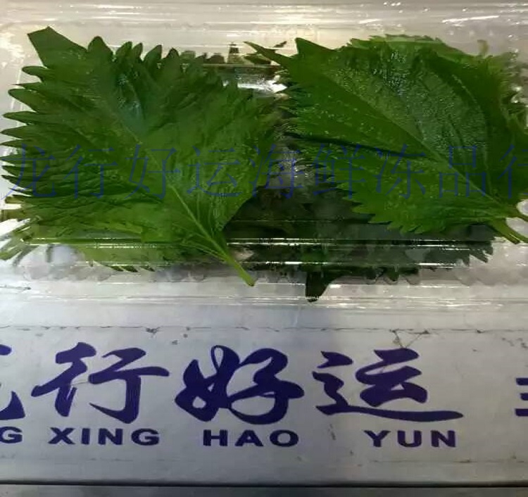 新鲜苏子叶 现摘便宜 80-100片/盒 龙行好运京深店在类目 水产肉类/新鲜蔬果/熟食, 海鲜/水产品/制品, 其它中 - 来自Buy2taobao.com提供专业的淘宝代购服务