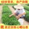 上下架计划:崂山绿茶 2014年新茶/春茶 大田头茬豆香浓郁耐冲泡茶叶青岛500克