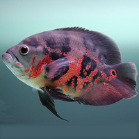 大型观赏鱼-猪仔鱼宠物鱼活体鱼苗鳄雀鳝福鳄