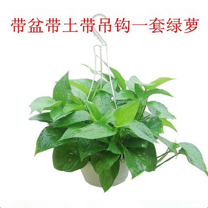 【天天特价】绿萝盆栽绿萝吊兰防辐射吸甲醛桌面盆景水培植物含盆