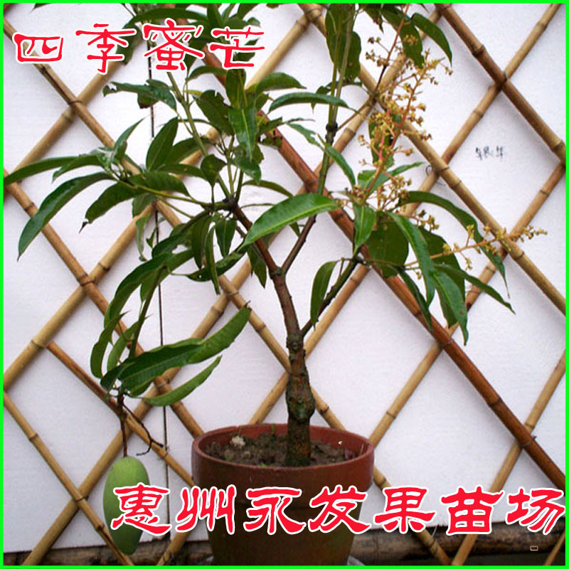 四季蜜芒果樹苗地栽芒果四季芒果樹苗惠州永發果苗在類目 鮮花速遞/花卉仿真/綠植園藝, 花園植物/行道樹/果樹, 果樹中 - 來自Buy2taobao.com提供專業的淘寶代購服務