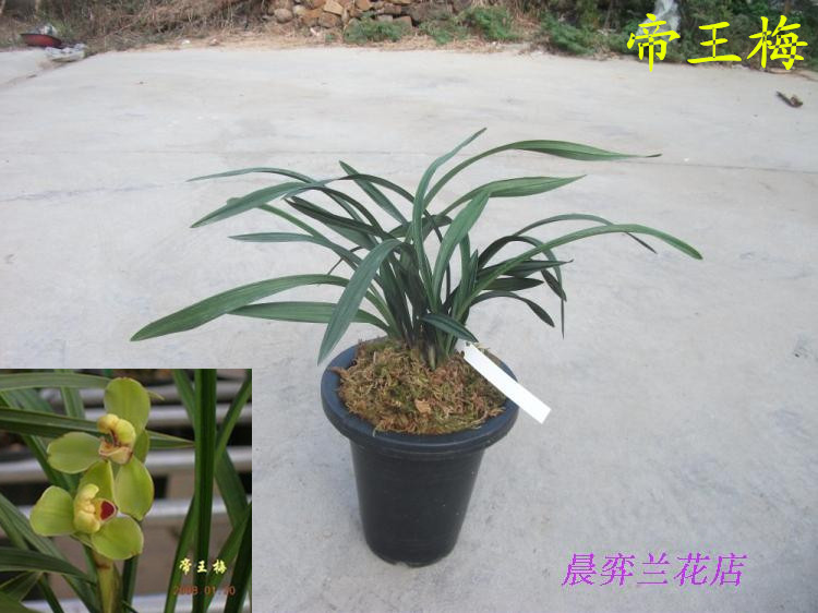 tradition Breed orchid indoor desk Flower Pot Chunlan King plum Authentic strong seedlings 30 element/Seedlingin the Flower delivery/Flowers simulation/Plants gardening , Flowers/Potted plants (New) , Flowers category - from Buy2taobao.com to provide professional Taobao agent buy service