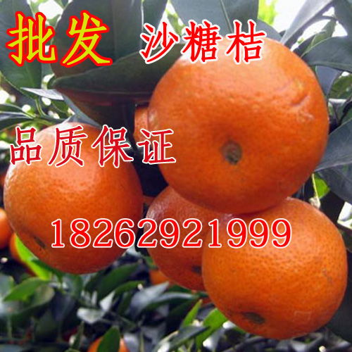 砂糖橘苗 橘子苗 正宗四会嫁接沙糖桔树苗 砂糖橘 树苗 当年结果在类目 鲜花速递/花卉仿真/绿植园艺, 庭院植物/行道树木/果树中 - 来自Buy2taobao.com提供专业的淘宝代购服务