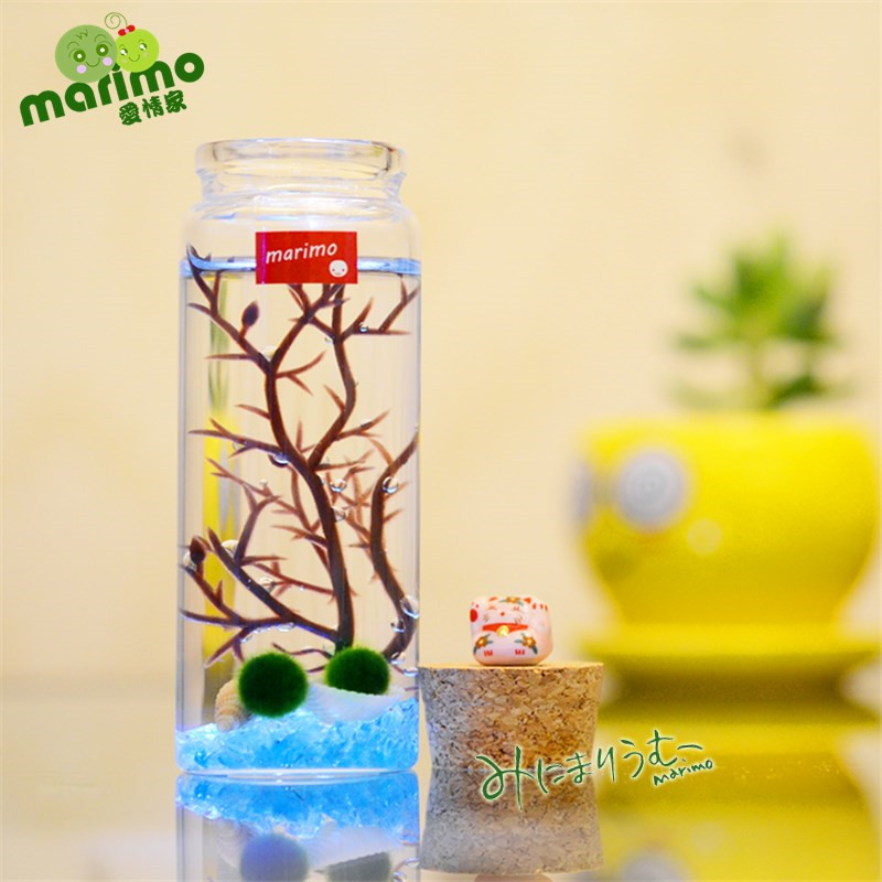 包郵熱賣海藻球marimo原創設計生日禮物創意diy植物盆栽新奇水培在類目 鮮花速遞/花卉仿真/綠植園藝, 創意迷你植物中 - 來自Buy2taobao.com提供專業的淘寶代購服務