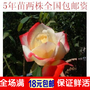 2皇冠低价促销月季苗“大景集”花大浓香280天循环开花包邮资在类目 鲜花速递/花卉仿真/绿植园艺, 花卉/绿植盆栽(新), 绿植中 - 来自Buy2taobao.com提供专业的淘宝代购服务