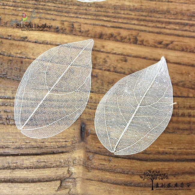 SU ZAKKA Groceries Beautiful veins Leaf Dried flowers a decoration Decorative flowers Jingangyein the Home accessories , Vase/Flower/Artificial flowers/Imitation jewelry , Dried flowers/Petal/Dried package/Dry twigs category - from Buy2taobao.com to provide professional Taobao agent buy service