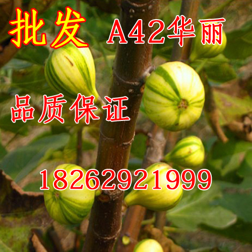 果树苗批发无花果树苗 A42(华丽)无花果苗盆栽地栽结果苗|ruв категории доставка цветов/цветок моделирования/растения садоводства, двор растений/тротуар деревья/фруктовых деревьев - от Buy2taobao.com для оказания профессиональной услуги покупки агента Taobao