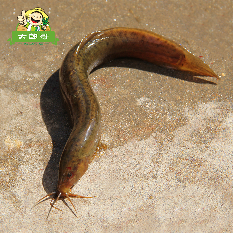 苏北活河 新鲜鲜活 泥鳅 黄鳝 河龙虾 黑鱼 生态鱼 炖汤滋补在类目 水产肉类/新鲜蔬果/熟食, 海鲜/水产品/制品, 淡水鱼类中 - 来自Buy2taobao.com提供专业的淘宝代购服务