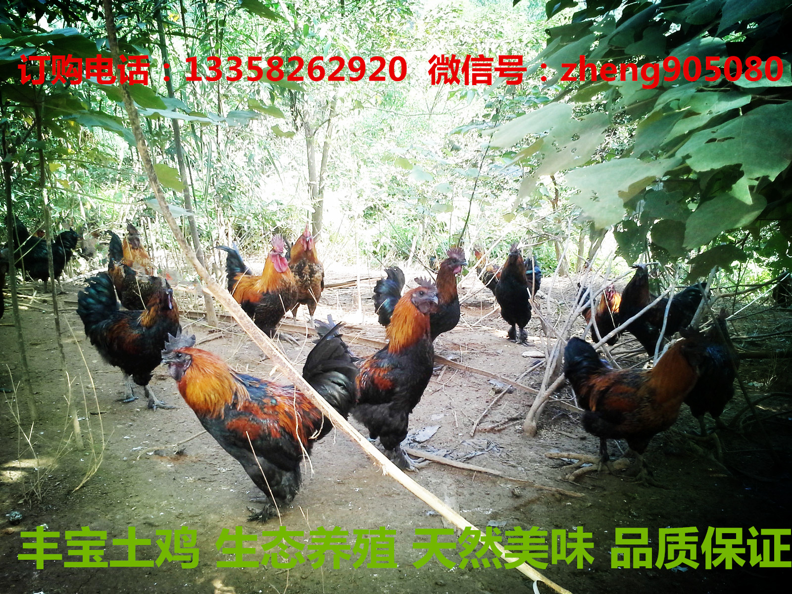 豐寶土雞正宗山林放養土雞農家散養公雞母雞柴雞烏骨雞黑雞毛腳雞在類目 水產肉類/新鮮蔬果/熟食, 生肉/肉製品, 雞肉類, 整雞中 - 來自Buy2taobao.com提供專業的淘寶代購服務