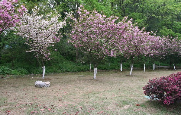 苗圃自产自销 早晚樱花树苗 樱花小苗 嫁接苗 绿化小苗庭院行道树在类目 鲜花速递/花卉仿真/绿植园艺, 花园植物/行道树/果树, 行道树/乔木中 - 来自Buy2taobao.com提供专业的淘宝代购服务