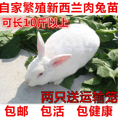 肉兔活体兔子大型纯种兔苗新西兰兔野兔宠物小