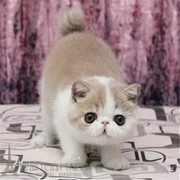 加菲猫异国短毛猫纯种猫宠物猫幼猫水，滴眼包子脸活体红虎斑加菲p