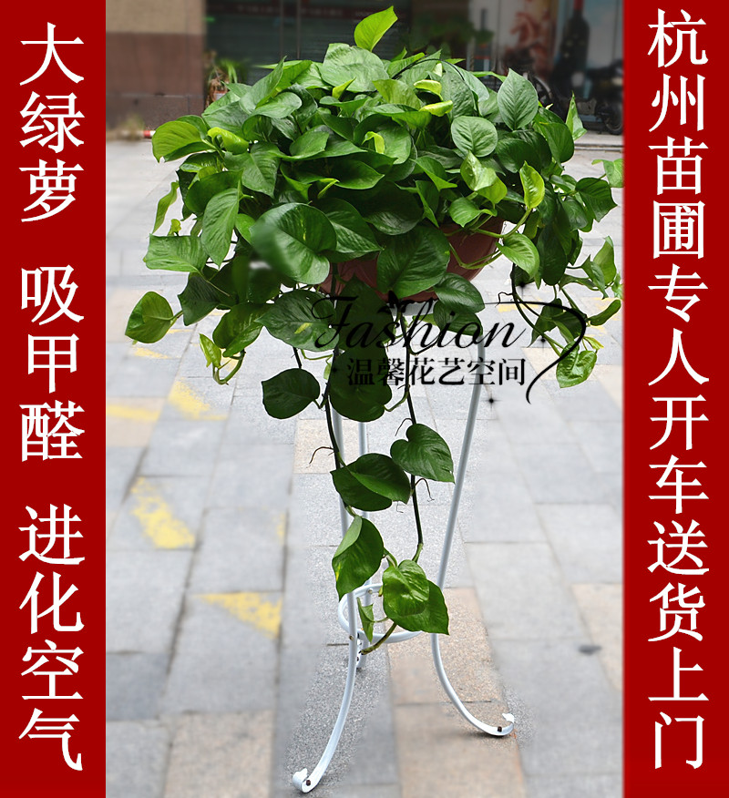 大绿萝盆栽植物 大型好养花卉客厅办公室室内净化空气除甲醛绿植|msdalam kategori penghantaran bunga/bunga simulasi/tumbuhan berkebun, bunga/Tumbuh-tumbuhan tumbuh-tumbuhan pasu (baru), tumbuh-tumbuhan hijau - dari Buy2taobao.com untuk memberikan perkhidmatan ejen Taobao profesional membeli