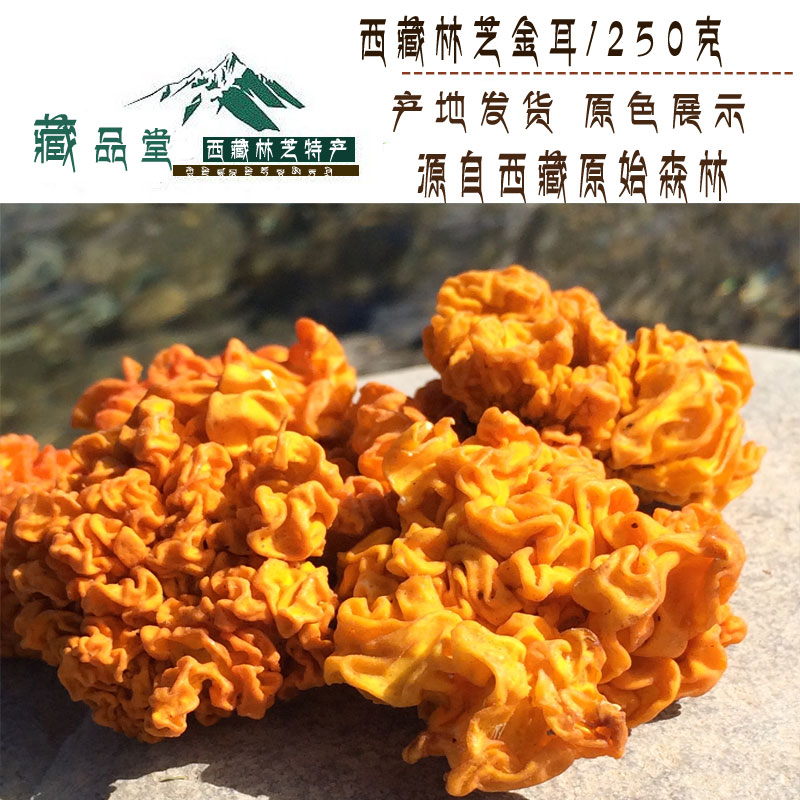 Free Post Tibet specialty wild Auricularia auricula Golden ear Yellow ear Golden fungus Yunnan Tonicin the Traditional nourishing food , Other traditional tonic , Other traditional tonic category - from Buy2taobao.com to provide professional Taobao agent buy service