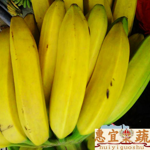 樹蕉 新鮮包郵順豐5斤裝 營養蕉 酸酸有籽 含鉀氨基酸高 惠宜果蔬在類目 水產肉類/新鮮蔬果/熟食, 新鮮水果, 香蕉中 - 來自Buy2taobao.com提供專業的淘寶代購服務
