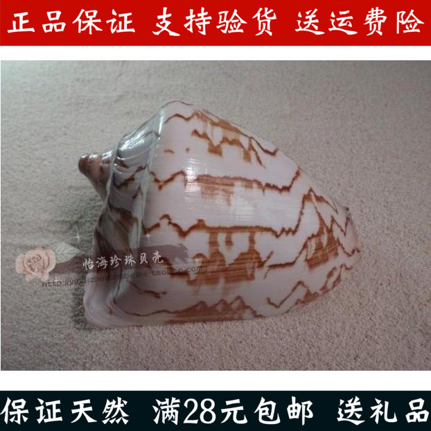 山水畫螺 渦螺 螺號 天然貝殼大海螺貝殼 禮品擺件貝殼海螺珊瑚在類目 家居飾品, 創意飾品, 海螺/貝殼/珊瑚中 - 來自Buy2taobao.com提供專業的淘寶代購服務