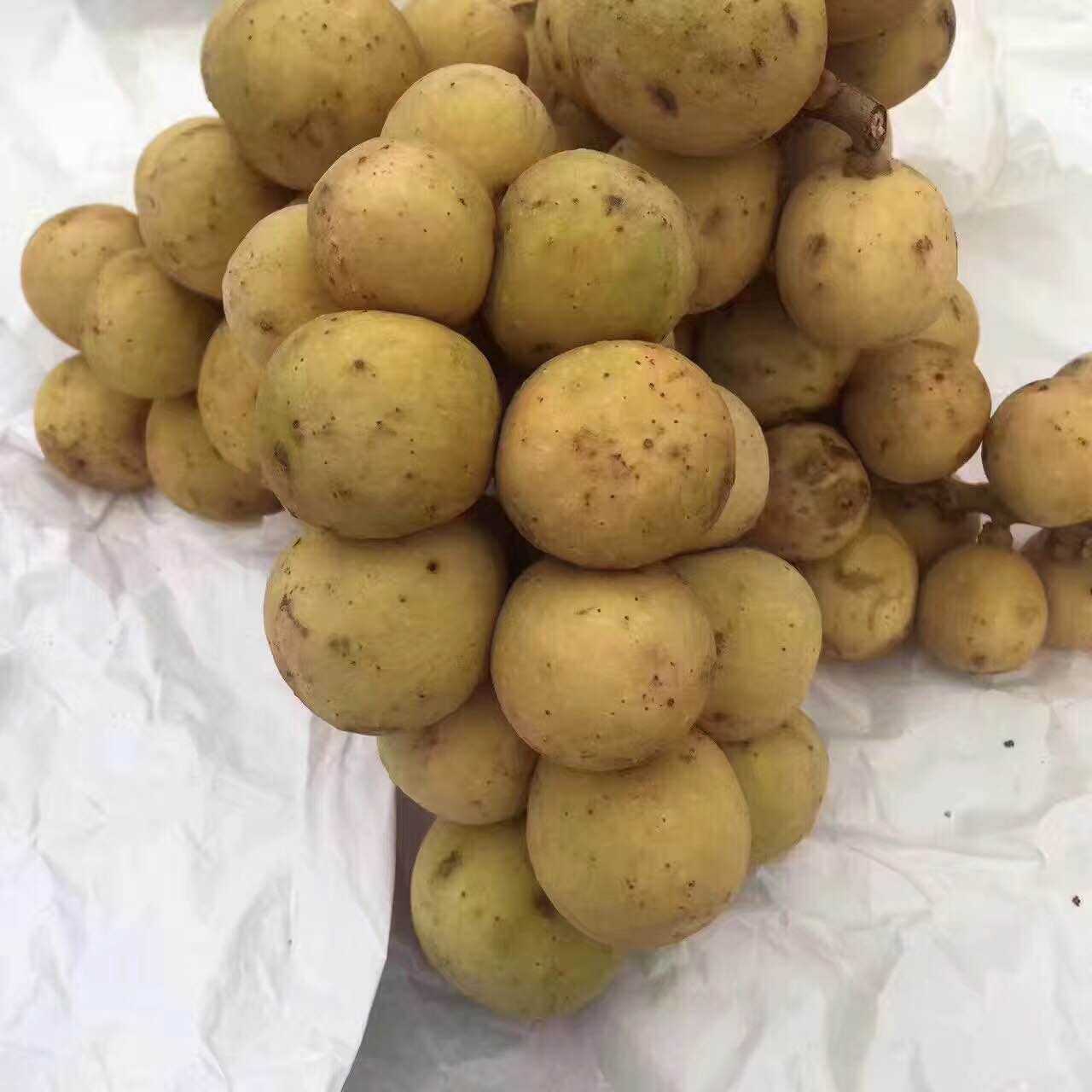 泰国进口龙宫果 皇室龙贡果 新鲜龙供果特甜3斤顺丰包邮|msdalam kategori daging perikanan/Buah-buahan segar dan sayur-sayuran/dimasak, buah-buahan segar, lain - dari Buy2taobao.com untuk memberikan perkhidmatan ejen Taobao profesional membeli