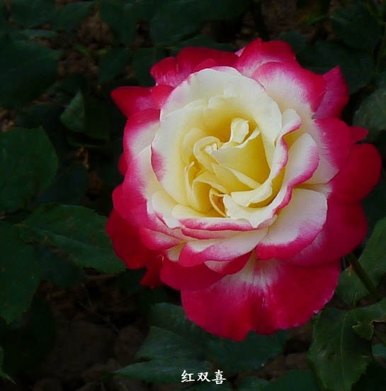 玫瑰种苗 绿植花卉植物庭院阳台室内外盆栽玫瑰蔷薇红双喜1千棵起在类目 鲜花速递/花卉仿真/绿植园艺, 花卉/绿植盆栽(新), 花卉中 - 来自Buy2taobao.com提供专业的淘宝代购服务
