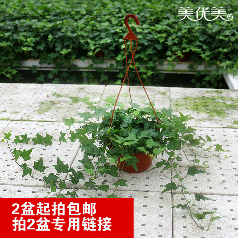常春藤吊兰植物盆栽花卉常青藤家装修房除苯净化空气室内2盆包邮