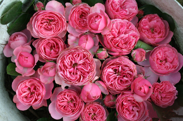 欧月--粉色达芬奇 粉达 适合盆栽 多季花 开花量大优惠价28.00元,粉色达芬奇精心为您挑选-麦尔网购导航-网购宝