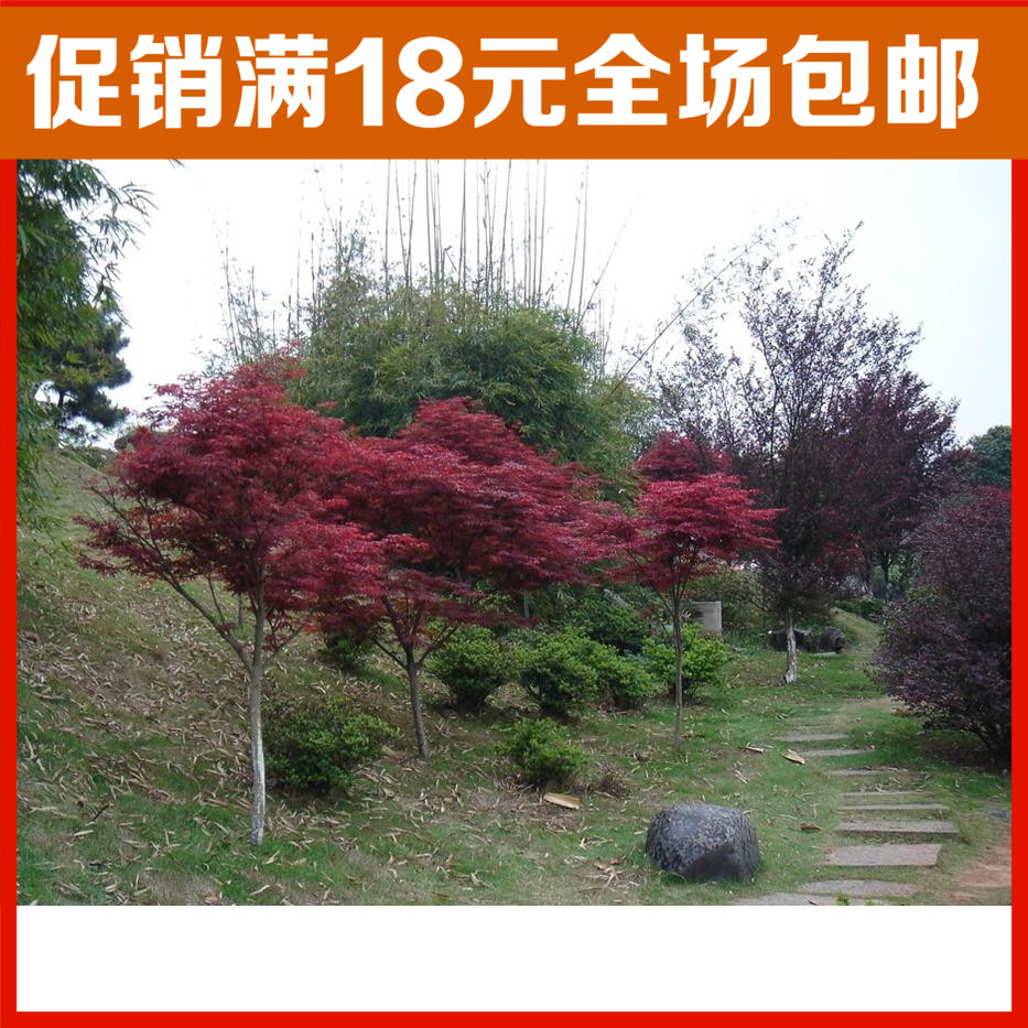 苗圃 紅楓樹小苗 庭院園林綠化植物美化環境淨化空氣花壇行道樹在類目 鮮花速遞/花卉仿真/綠植園藝, 花園植物/行道樹/果樹, 行道樹/喬木中 - 來自Buy2taobao.com提供專業的淘寶代購服務