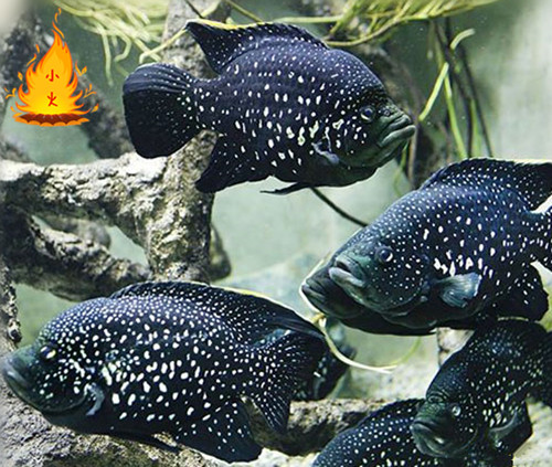 中大型鱼 热带鱼 观赏鱼 淡水鱼 长嘴鳄鱼 福鳄