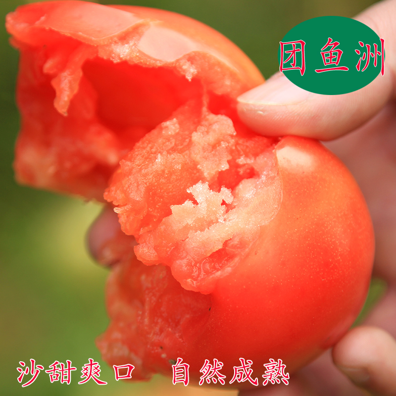 新鲜西红柿 自然熟沙甜 番茄 新鲜蔬菜当天采摘发货4斤 顺丰包邮在类目 水产肉类/新鲜蔬果/熟食, 新鲜蔬菜/蔬菜制品, 新鲜蔬菜, 番茄中 - 来自Buy2taobao.com提供专业的淘宝代购服务