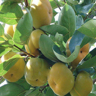 高纯羊角酥甜瓜种子 羊角蜜 牛角蜜 糖度高 汁多