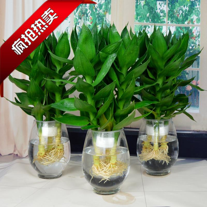 绿萝水培植物观音竹带根莲花竹富贵竹白掌一帆风顺新房吸甲醛西安在类目 鲜花速递/花卉仿真/绿植园艺, 花卉/绿植盆栽(新), 绿植中 - 来自Buy2taobao.com提供专业的淘宝代购服务