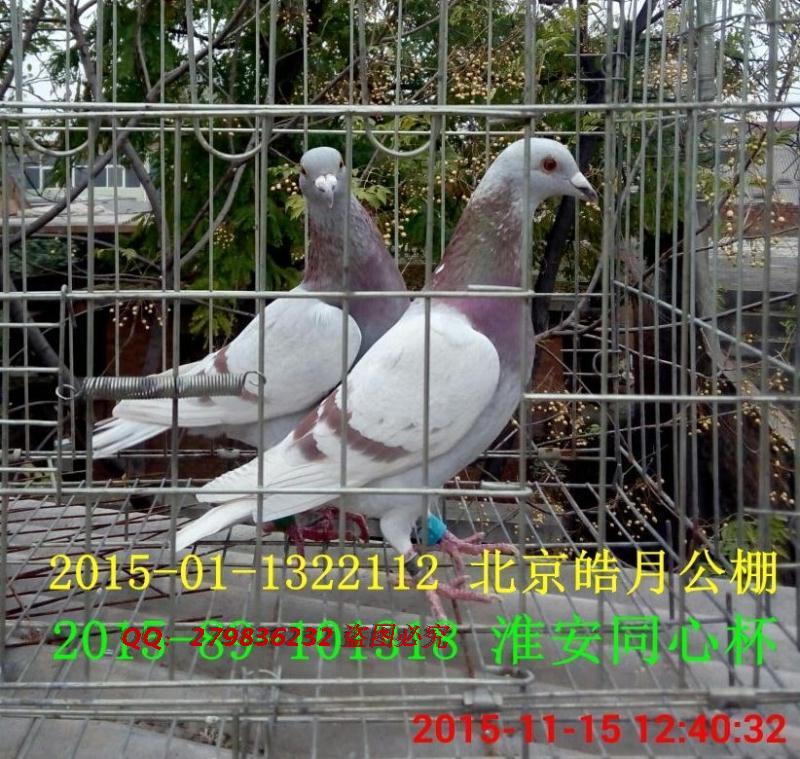 优秀信鸽留种鸽/品种红狐狸/赛鸽公棚鸽 包邮 活体宠物鸟 一对价在类目 宠物/宠物食品及用品, 鸟类及用品, 鸟中 - 来自Buy2taobao.com提供专业的淘宝代购服务