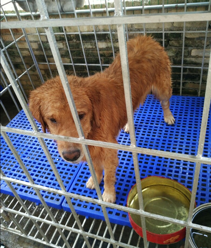 高强度宠物塑料脚垫板/垫脚板/狗笼垫板/猪仔板/宠物散热防滑胶板在类目 宠物/宠物食品及用品, 猫/狗日用品, 床/垫/沙发(新), 垫子中 - 来自Buy2taobao.com提供专业的淘宝代购服务