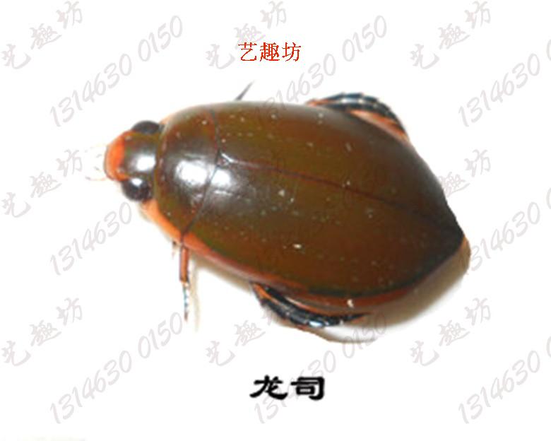 创意礼物工艺品昆虫标本防腐处理原虫150种龙司科普展览新品特卖在类目 宠物/宠物食品及用品, 爬虫/鸣虫及其用品, 其他爬虫/鸣虫中 - 来自Buy2taobao.com提供专业的淘宝代购服务