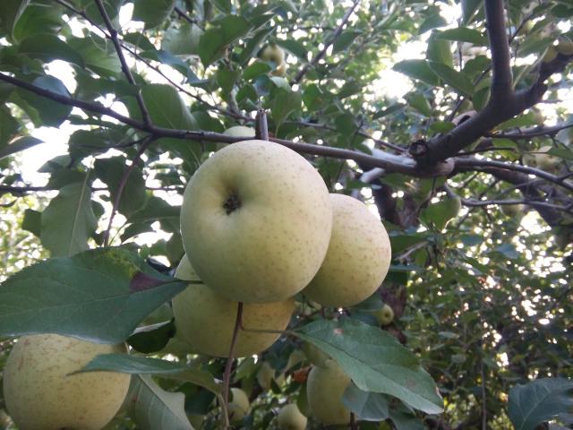 Fuji apple,Shandong Yimeng Mountain Range Red Fuji Taste Net weight 5 poundsin the Aquatic meat/Fresh fruits and vegetables/Cooked , Fresh fruit , Apple category - from Buy2taobao.com to provide professional Taobao agent buy service