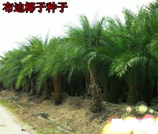 热带椰子布迪椰子种子 原产地巴西果实可提取