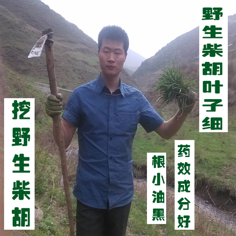 Wild Gansu Country of Origin new goods wild Bupleurum Bupleurum 250 gramin the Traditional nourishing food , Medicinal and Edible Food , Other Medicinal and Edible Food category - from Buy2taobao.com to provide professional Taobao agent buy service