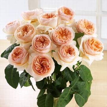 切朱 切花朱丽叶 月季花苗