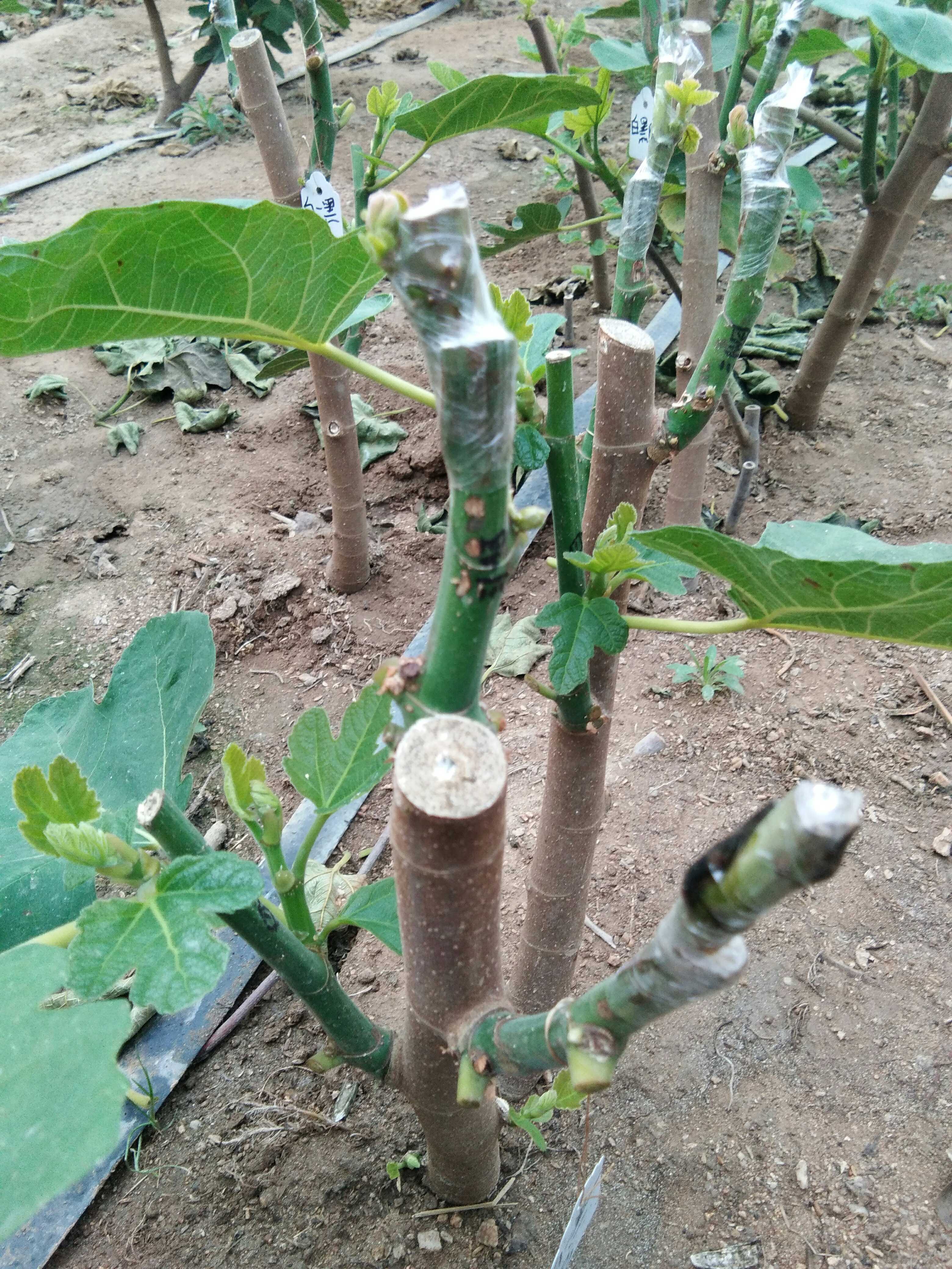 大连发货五季花果二年生三合一品种随机|msdalam kategori penghantaran bunga/bunga simulasi/tumbuhan berkebun, 花园植物/行道树/果树, 行道树/乔木 - dari Buy2taobao.com untuk memberikan perkhidmatan ejen Taobao profesional membeli