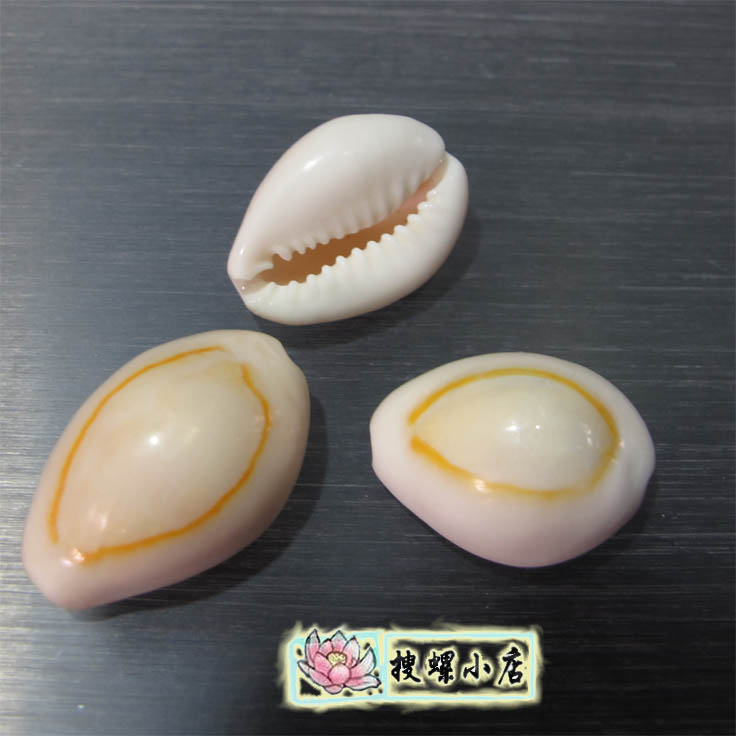 Conch shells Collection /2 centimeter Above Circle Po Lo A good friendin the Home accessories , Creative Jewelry , Conch/Shell/Coral category - from Buy2taobao.com to provide professional Taobao agent buy service