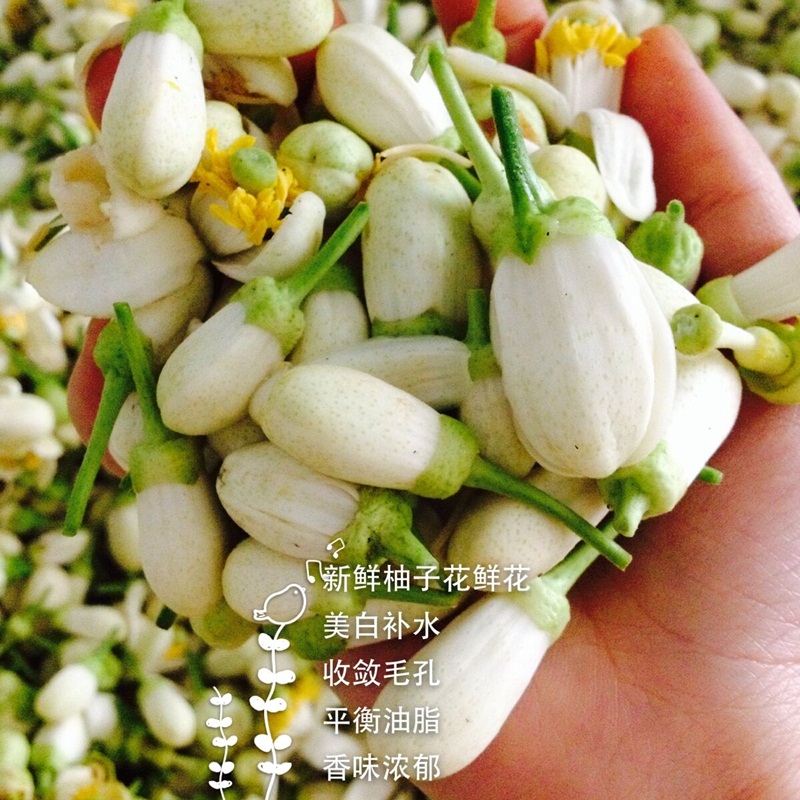 2019年4月中旬新鲜柚子花鲜花 新鲜腌制柚子花 提取纯露花材专用在类目 鲜花速递/花卉仿真/绿植园艺, 婚礼鲜花布置, 其它中 - 来自Buy2taobao.com提供专业的淘宝代购服务