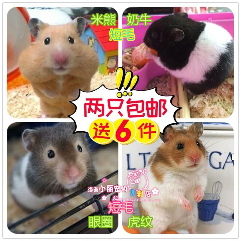 A price[Hainan Mary Physical store Eye socket Dairy cow Tiger Bear Shoot twoin the Pet/Pet food and supplies , Class pet hamsters and other small , Hamsters category - from Buy2taobao.com to provide professional Taobao agent buy service