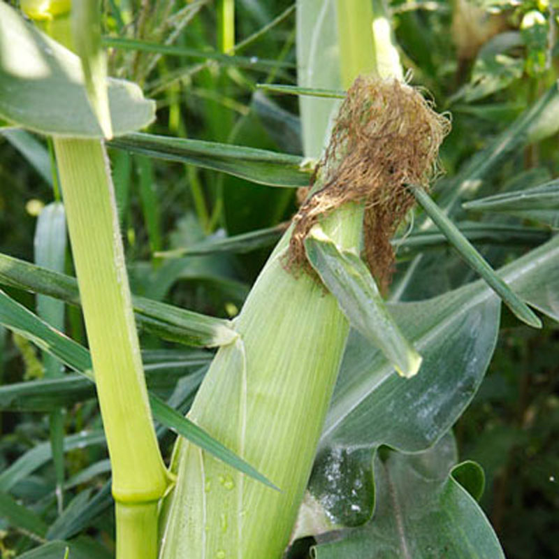 fresh White corn 1 9 -1 Pounds Fresh vegetables fruit Markets Supermarketsin the Aquatic meat/Fresh fruits and vegetables/Cooked , Fresh vegetables/Vegetable products , Fresh vegetables , Fresh corn category - from Buy2taobao.com to provide professional Taobao agent buy service