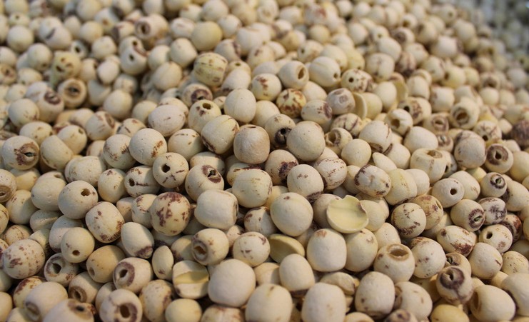新货无芯莲子 特级贡品 白莲子银耳汤好搭档 不用浸泡2份减9元在类目 粮油米面/南北干货/调味品, 南北干货/肉类干货, 干货/土特产, 莲子中 - 来自Buy2taobao.com提供专业的淘宝代购服务