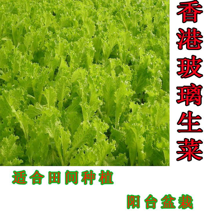 家庭小菜园生菜种子 玻璃生菜种子 适合春秋露天 冬季室内栽培|ruв категории доставка цветов/цветок моделирования/растения садоводства, садовых принадлежностей, интеллект садовых принадлежностей - от Buy2taobao.com для оказания профессиональной услуги покупки агента Taobao