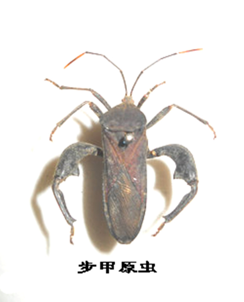 创意礼物工艺品批发昆虫标本防腐处理原虫150多品种盒子新品特卖|msdalam kategori haiwan peliharaan/makanan haiwan dan bekalan, Reptilia/Serangga dan bekalan Ming, reptilia lain/serangga Ming - dari Buy2taobao.com untuk memberikan perkhidmatan ejen Taobao profesional membeli