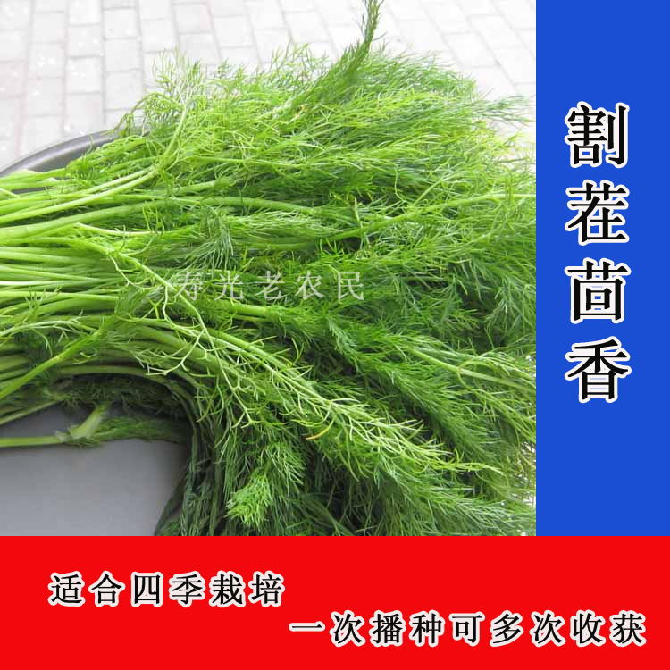 寿光菜种子 割茬茴香 阳台种蔬菜种子 四季栽培 一年可收获多茬|ruв категории доставка цветов/цветок моделирования/растения садоводства, садовых принадлежностей, интеллект садовых принадлежностей - от Buy2taobao.com для оказания профессиональной услуги покупки агента Taobao