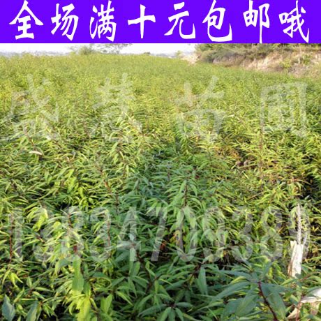 山桃苗 实生山桃苗 占地苗 毛桃苗 桃树占木苗 野桃苗在类目 鲜花速递/花卉仿真/绿植园艺, 花园植物/行道树/果树, 果树中 - 来自Buy2taobao.com提供专业的淘宝代购服务